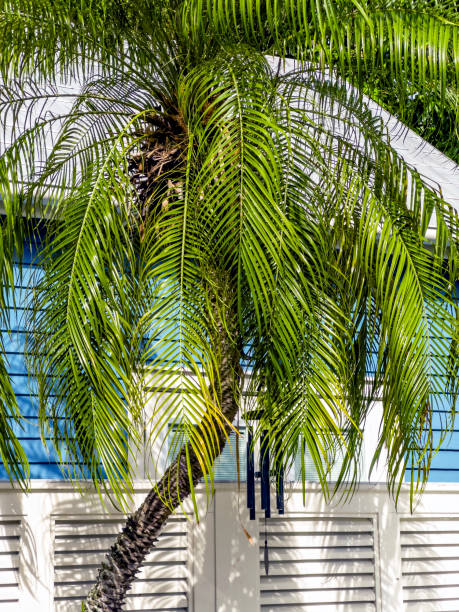 istock Beautiful wooden beach house exterior with palm tree 1640801347