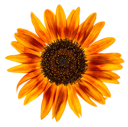 Beautiful sunflower isolated on white background. High key image with copy space