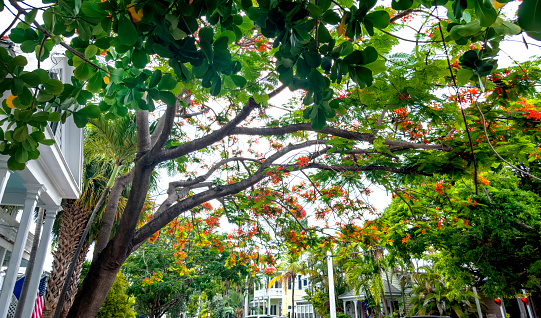 Beautiful historic district view of Key West, Florida