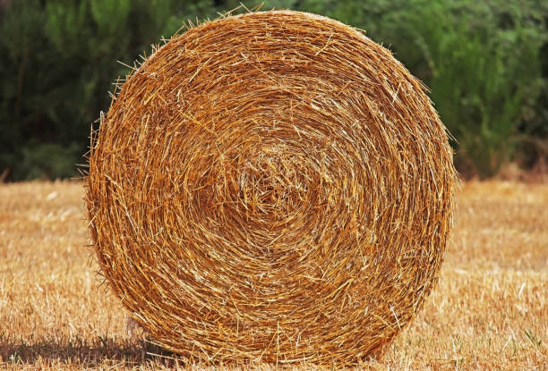 istock Bale of straw from cereal cultivation after harvest 1640830403