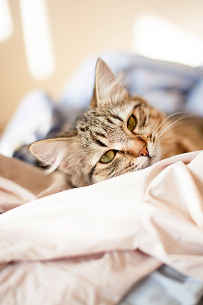 istock cat relaxes and dreams on a bed 164083789