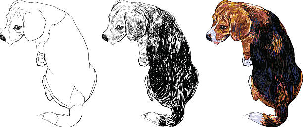 ilustrações, clipart, desenhos animados e ícones de parte de trás de beagle - tracing red pets dog