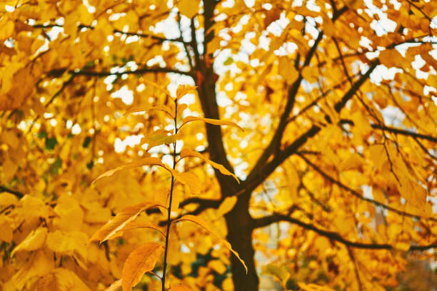 istock Autumn branches with bright yellow orange leaves,sunny day 1640867158