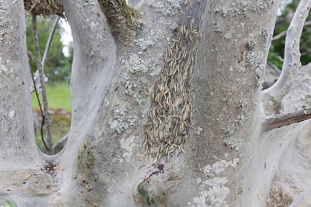 pájaro-cherry armiño (yponomeuta evonymella) larva de árbol - insect moth nature ermine moth fotografías e imágenes de stock