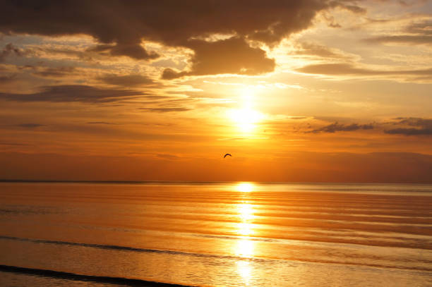 Pôr do sol sobre o mar em laranja com o pássaro voador. - foto de acervo