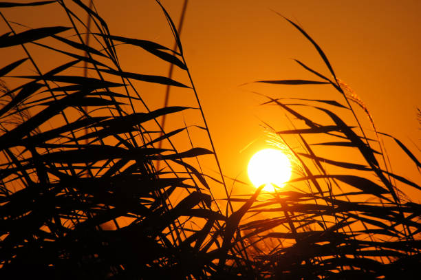 Amanhecer com um grande sol contra o fundo de juncos. - foto de acervo