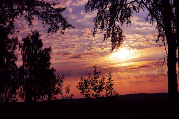 Nascer do sol sobre um campo de árvores. - foto de acervo