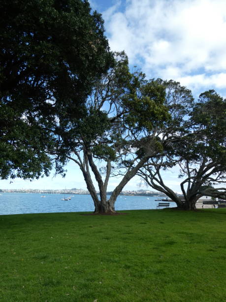 istock Trees at the Devonport village. 1640896328