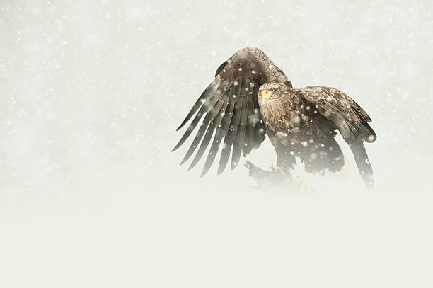 águila de cola blanca - snowing eagle white tailed eagle cold fotografías e imágenes de stock