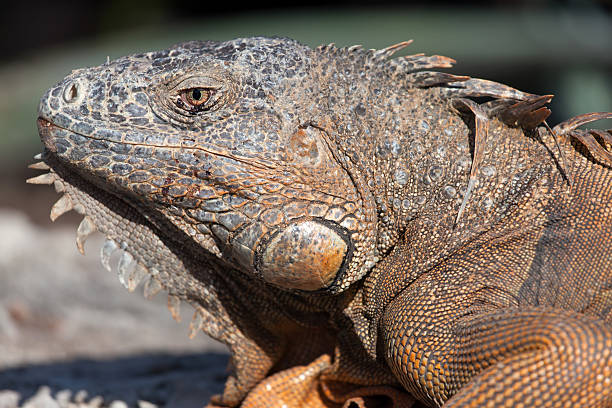 Iguana in Cancun, Mexico stock photo