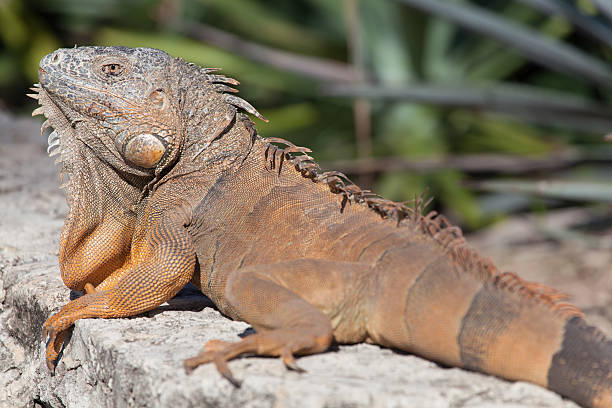 Iguana in Cancun, Mexico stock photo