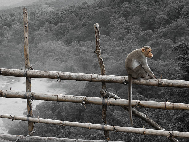 Monkey ona Fence stock photo