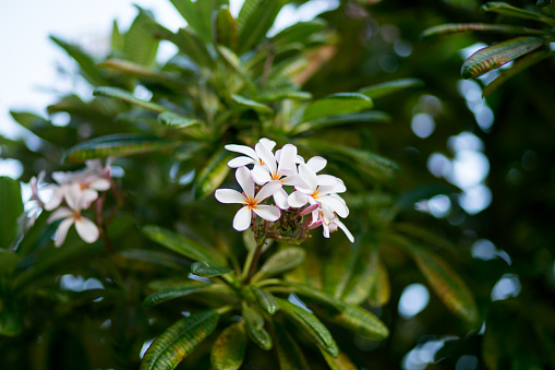 Photo taken of plumerias blooming on a tree in Kaanapali, Maui, Hawaii