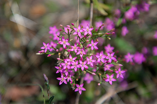 Centaurium pulchellum flower in nature