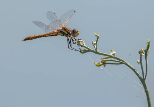 Resting Dragonfly A dragonfly takes a rest on a dry weed supercaliphotolistic stock pictures, royalty-free photos & images