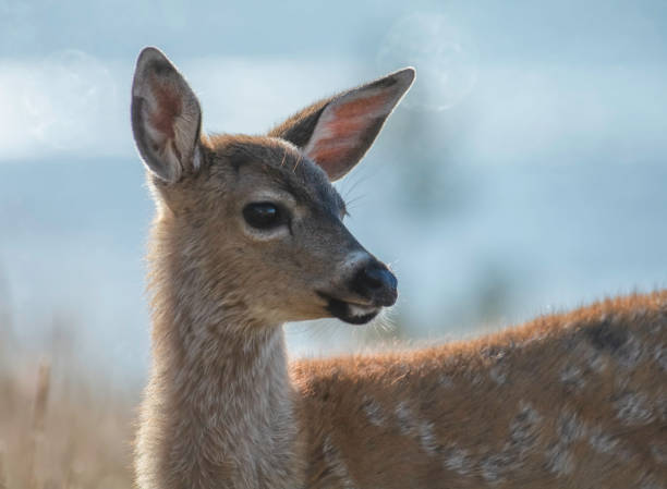 Fawn Profile A Black-Tailed Mule Deer Fawn grazes by the sea supercaliphotolistic stock pictures, royalty-free photos & images