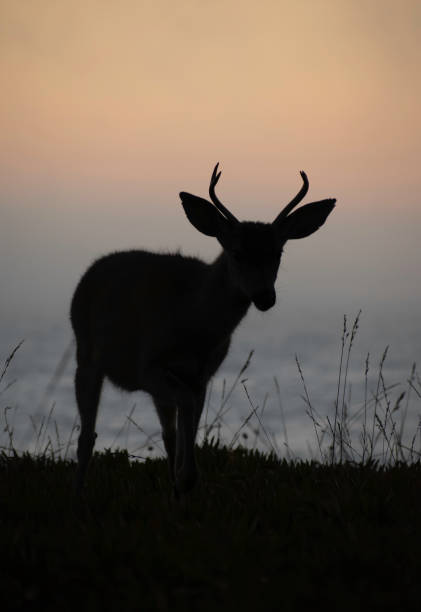 Sunset Buck by the Beach Silhouette of a young Mule Deer Buck grazing by the sea supercaliphotolistic stock pictures, royalty-free photos & images