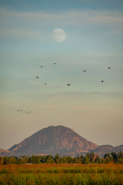 North Valley Moonrise The moon rises over the Sutter Buttes with birds flying in the foreground supercaliphotolistic stock pictures, royalty-free photos & images