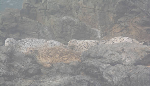 Hidden Seals Three Harbor Seals rest in the rocks by the shore supercaliphotolistic stock pictures, royalty-free photos & images