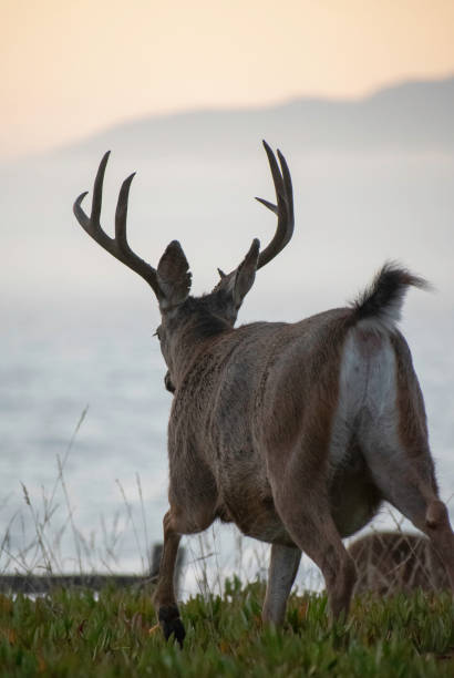 Behind the Beach Bluff Buck A Mule Deer Buck grazes near the shoreline at dusk supercaliphotolistic stock pictures, royalty-free photos & images