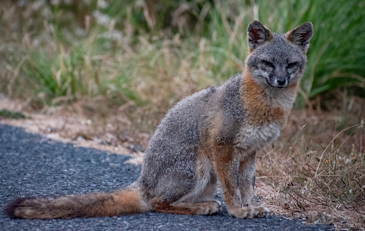 A Gray Fox sits to have its portrait taken