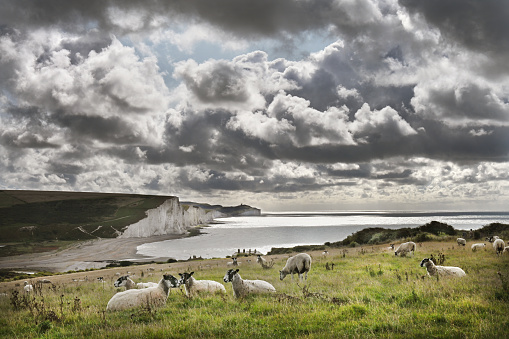 Sheep graze at Cuckmere Haven and the Seven Sisters cliffs after summer storms in teh English Channel