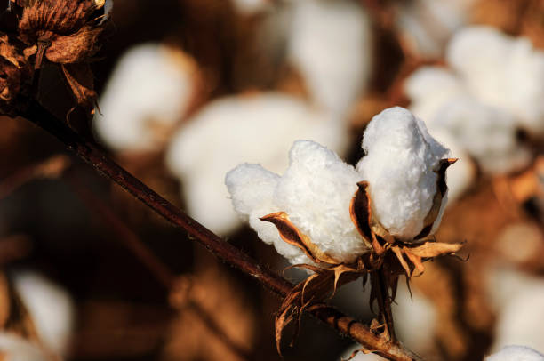 istock Close-up of Cotton Bolls Ready for Harvest 1641005213