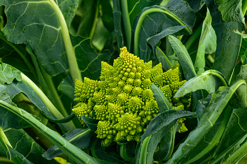 Close-up of organic romanesco brocolli growing on a coastal vegetable farm.\n\nTaken in Santa Cruz, California, USA