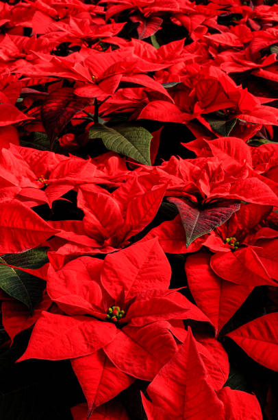 primer plano de relleno rojo poinsettias creciente en invernáculo - poinsettia flower potted plant plant fotografías e imágenes de stock