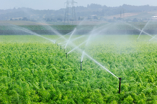 Rows of fennel (Foeniculum vulgare) growing on a central coast farm being watered with agriculture sprinklers.\n\nTaken in Castroville, California, USA.