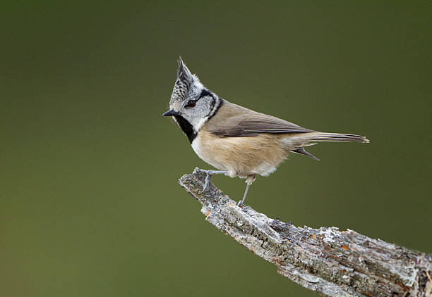 Crested Tit stock photo