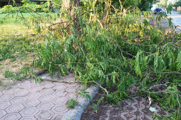 istock Aftermath of the hurricane Broken trees, mess on the streets. Broken branches, bent trunks. Chips and trash. State of emergency after a catastrophic storm. 1641029638