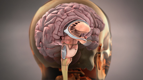 Brain Anatomy 3D Illustration