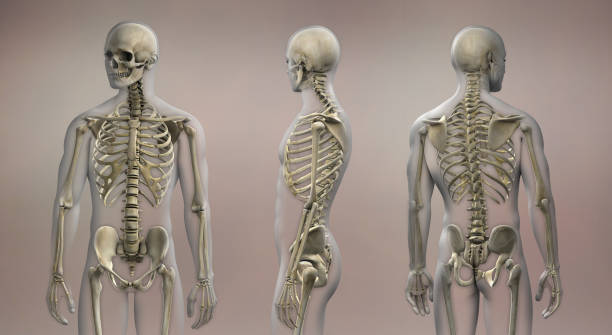 istock 3D Rendering Skeletal Anatomy Posterior Anterior 1641031706