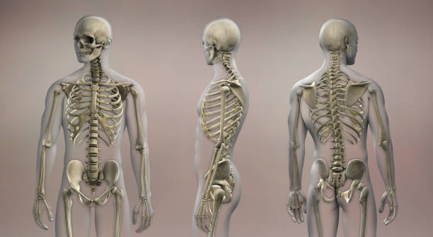 3d rendering skeletal anatomy posterior anterior - lumbar vertebra imagens e fotografias de stock