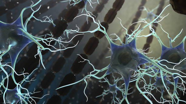 istock Myelin Sheath and neurons brain cells 3D render 1641032727