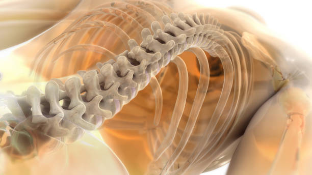 3D Rendering of Spine in body