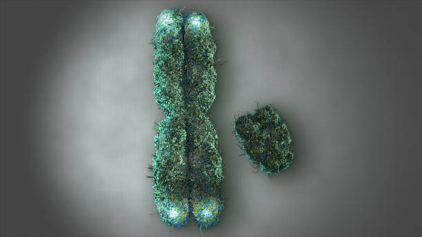 istock X and Y Chromosomes with Telemeres 1641035971
