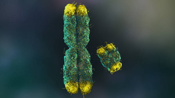 istock X and Y Chromosomes with Telemeres 1641035972