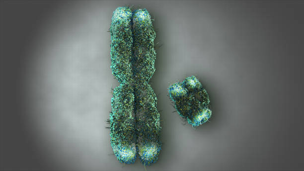 X and Y Chromosomes with Telemeres