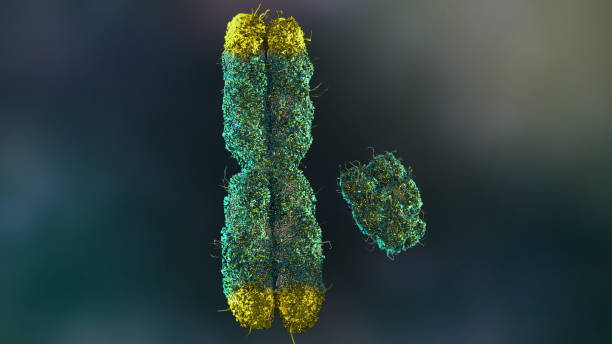 istock X and Y Chromosomes with Telemeres 1641036509