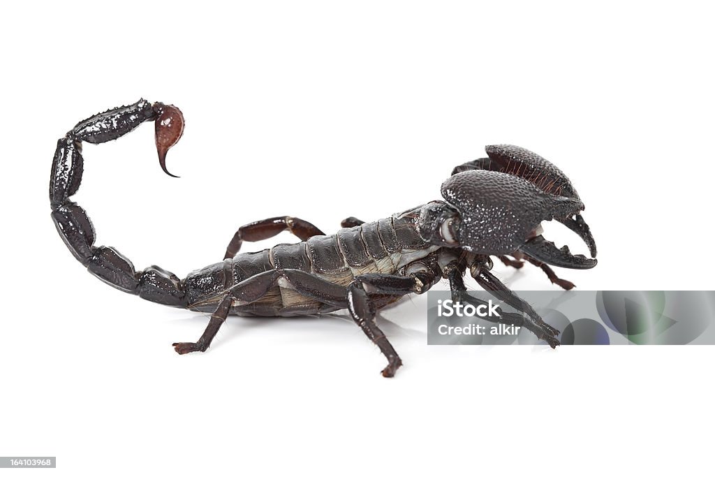 Scorpione nero - Foto stock royalty-free di Aggressione