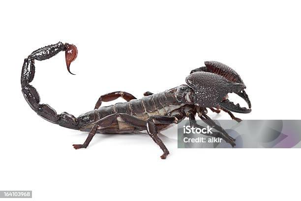 Scorpione Nero - Fotografie stock e altre immagini di Aggressione - Aggressione, Animale, Animale da compagnia
