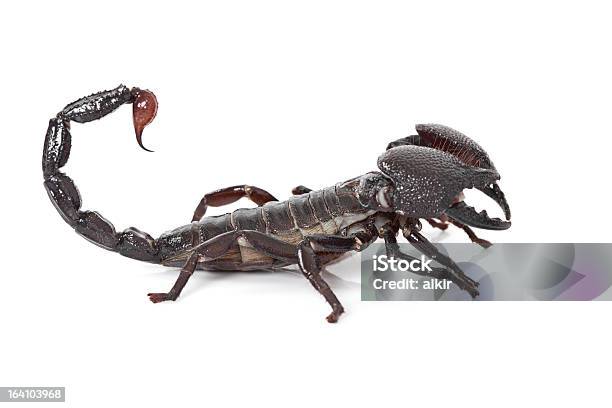 Black Scorpion Stock Photo - Download Image Now - Aggression, Animal, Animal Wildlife - iStock Black Scorpion Stock Photo - Download Image Now - Aggression, Animal, Animal Wildlife - iStock
