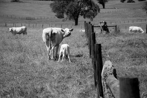 A white mother cow walks with her calf, looking back at the camera.