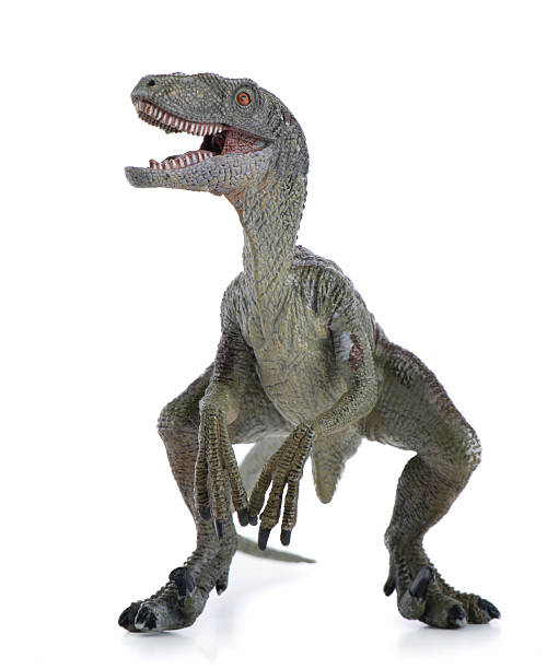 Velociraptor Dinosaur Velociraptor dinosaur isolated on white background raptor dinosaur stock pictures, royalty-free photos & images