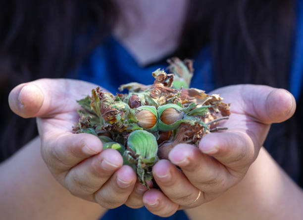 Green shelled hazelnuts
