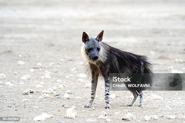 Brown Hyaena - zdjęcia stockowe i więcej obrazów Afryka Południowa - Afryka Południowa, Brązowy, Dzikie zwierzęta