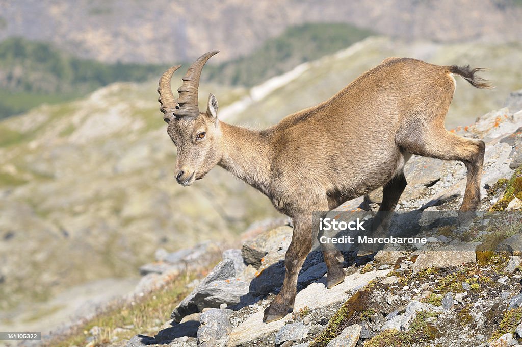Альпийский козёл-Steinbock - Стоковые фото Artiodactyla роялти-фри