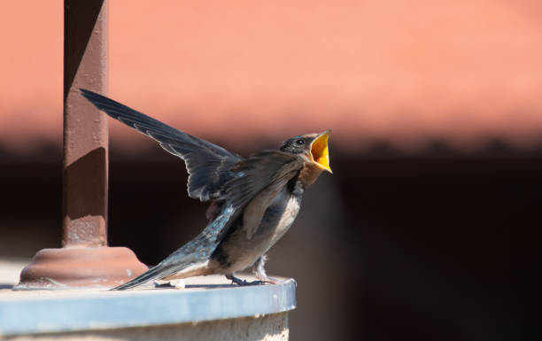 istock A swallow birds family 1641062748